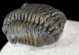 Phacops Araw Trilobite - Excellent Specimen #54398-4